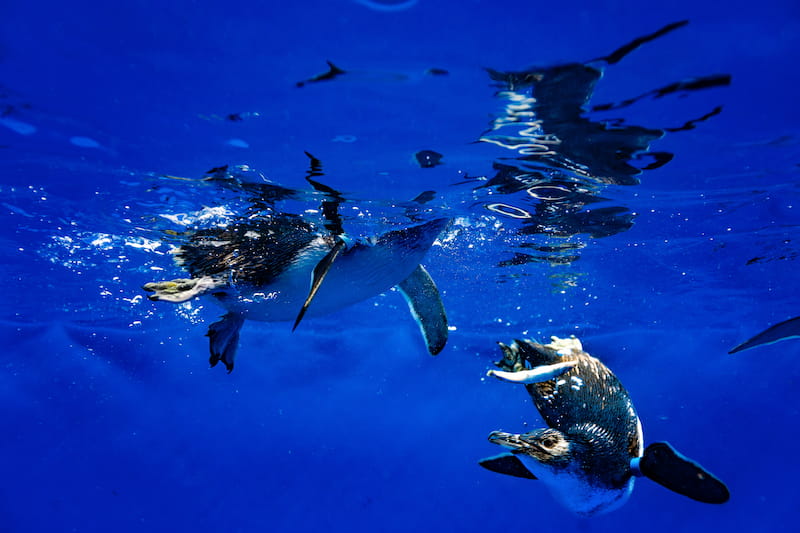 Birch Aquarium Blue Penguins Underwater