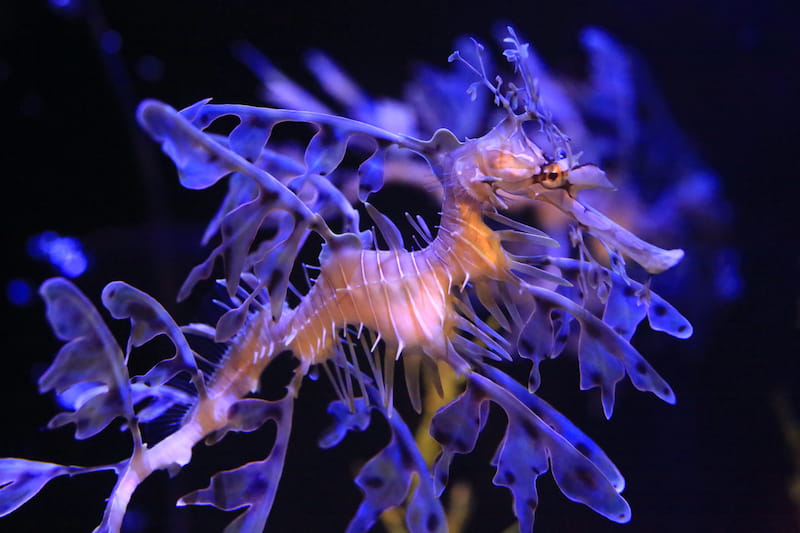 Birch Aquarium - Purple Seadragon